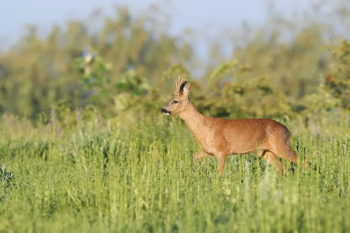 Framed Print : European roe deer (Capreolus capreolus)