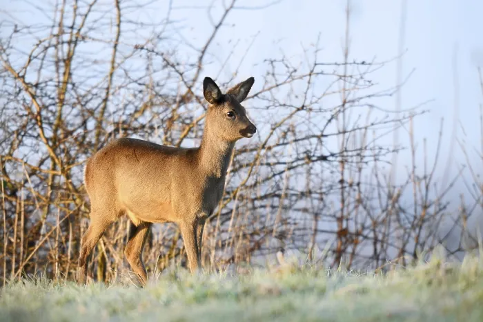 Framed Print : European roe deer (Capreolus capreolus)