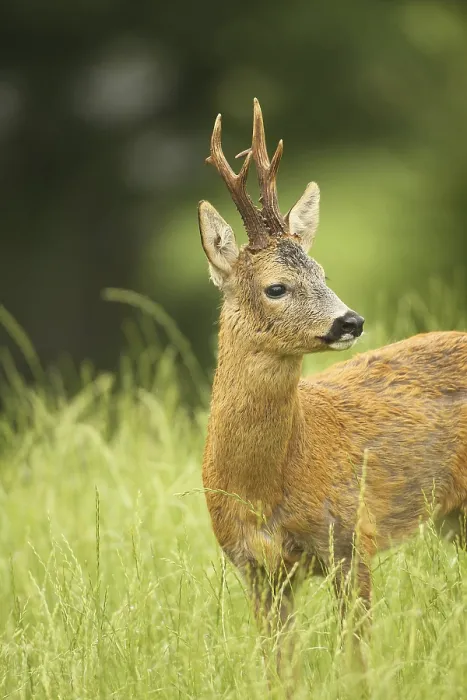 Framed Print : European roe deer (Capreolus capreolus) buck in summer coat on meadow