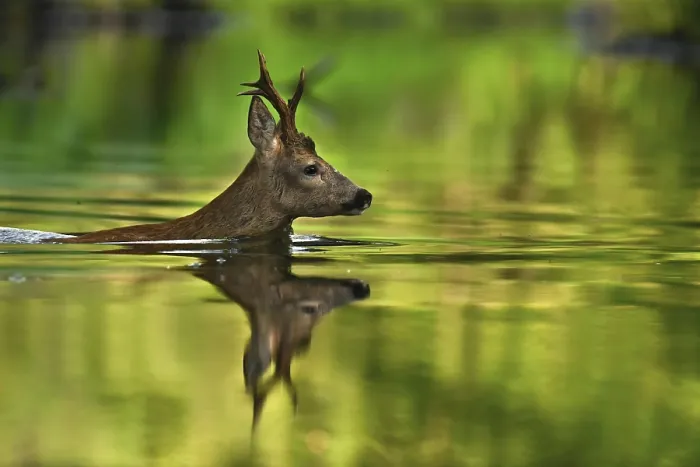 Framed Print : European roe deer (Capreolus capreolus) Crossing a river Framed Print : European roe deer (Capreolus capreolus) Crossing a river
