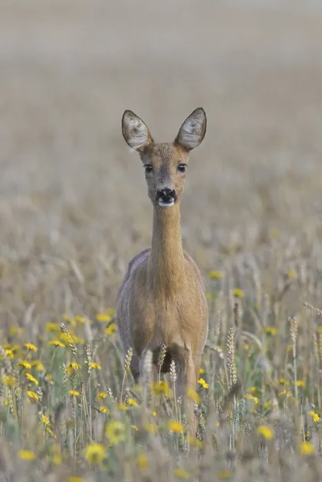 Framed Print : European roe deer (Capreolus capreolus) doe