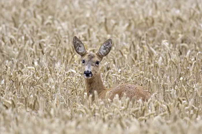 Framed Print : European roe deer (Capreolus capreolus) female Framed Print : European roe deer (Capreolus capreolus) female