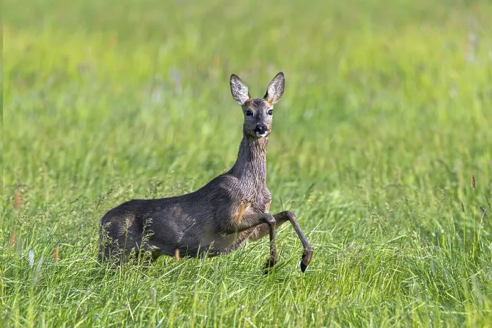 Framed Print : European roe deer (Capreolus capreolus) female