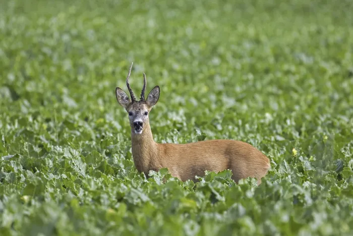 Framed Print : European roe deer (Capreolus capreolus) male