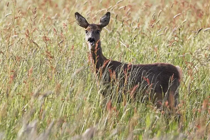 Framed Print : European roe deer (Capreolus capreolus) in a meadow sticks out its tongue