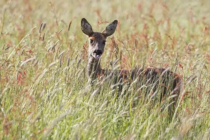 Framed Print : European roe deer (Capreolus capreolus) in a meadow sticks out its tongue Framed Print : European roe deer (Capreolus capreolus) in a meadow sticks out its tongue