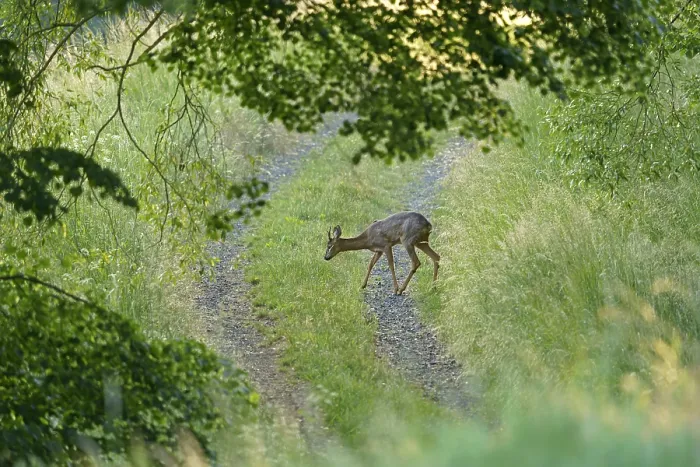 Framed Print : European roe deer (Capreolus capreolus) Roebuck on a path