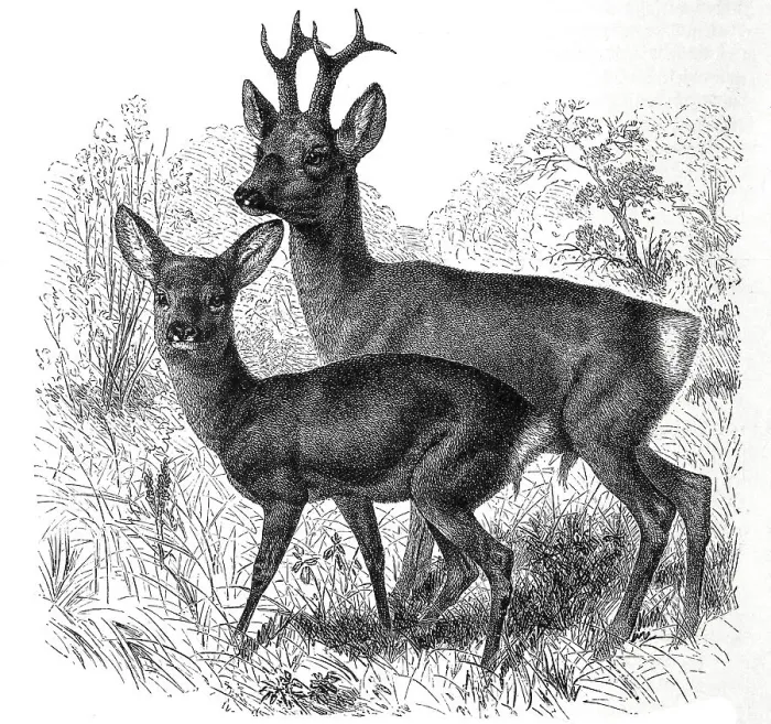 Framed Print : European roe deer (Capreolus) and roebuck capraea Framed Print : European roe deer (Capreolus) and roebuck capraea