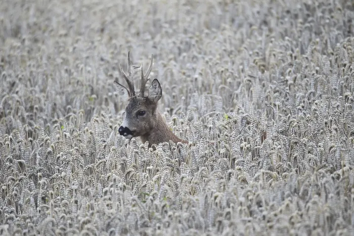 Framed Print : European roe deerbock (Capreolus capreolus) odd eights in wheat field during the leaf period