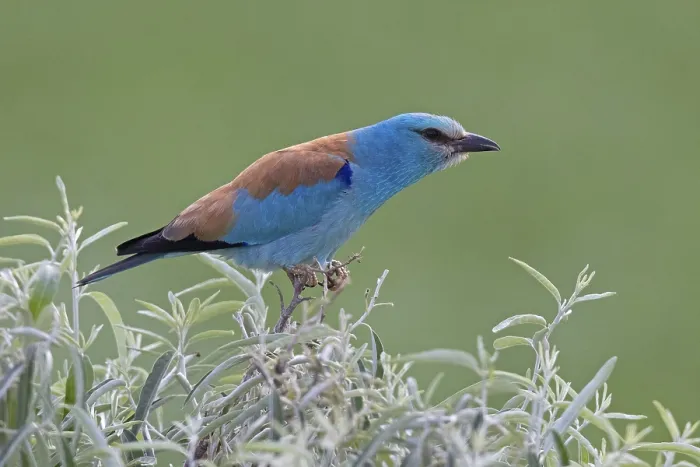 Framed Print : European Roller (Coracias garrulus) Framed Print : European Roller (Coracias garrulus)