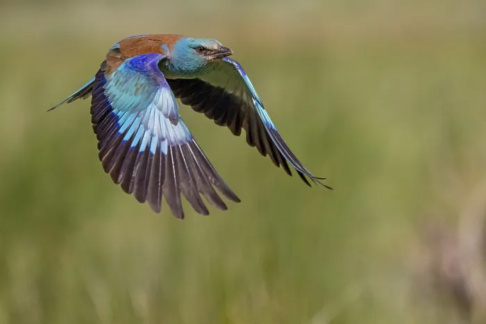 Framed Print : European Roller (Coracias garrulus)