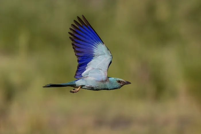 Framed Print : European Roller (Coracias garrulus)