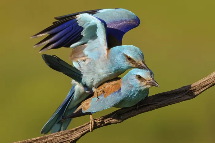 Framed Print : European roller (Coracias garrulus)