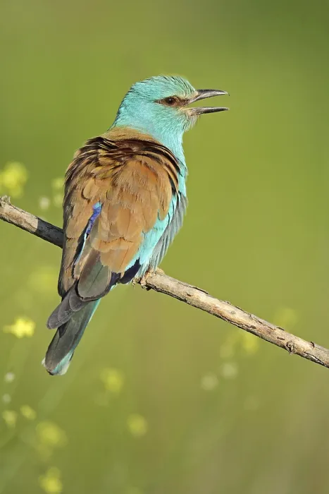 Framed Print : European Roller (Coracias garrulus) adult Framed Print : European Roller (Coracias garrulus) adult