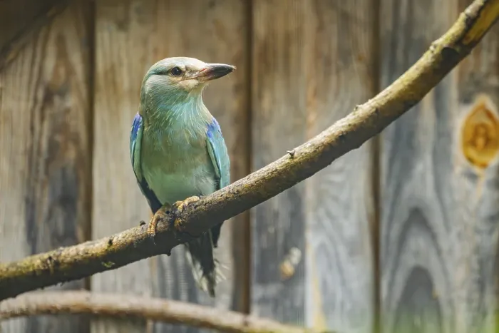 Framed Print : European roller (Coracias garrulus) sitting on a branch in front of a wooden wall