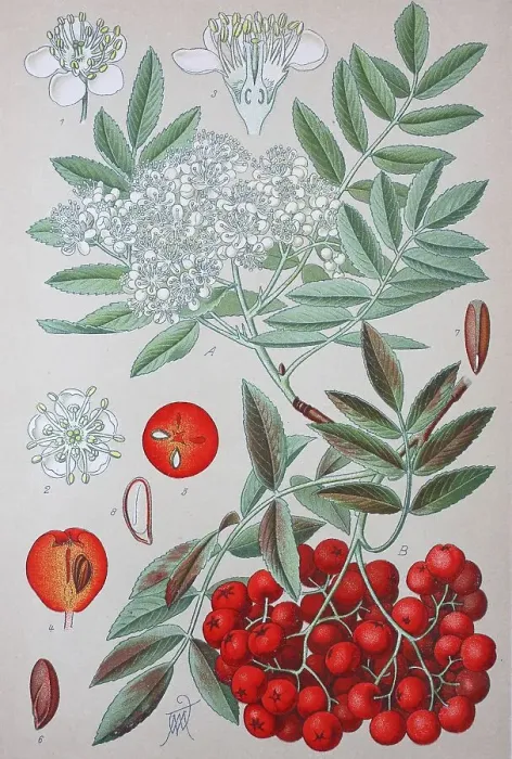 Framed Print : European rowan (Sorbus aucuparia)
