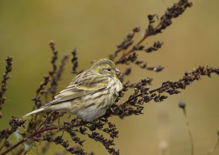Framed Print : European Serin Serinus serinus
