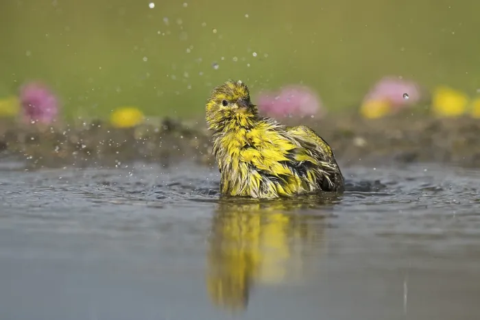Framed Print : European Serin (Serinus serinus) bathing at a waterhole Framed Print : European Serin (Serinus serinus) bathing at a waterhole