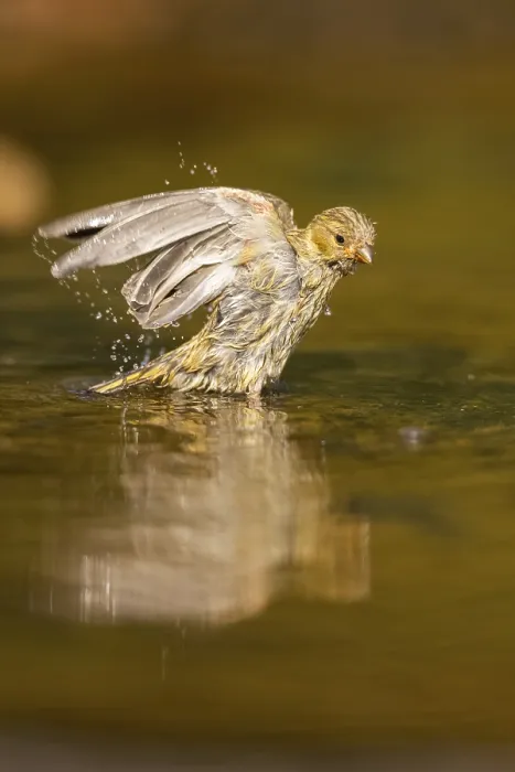 Framed Print : European serin (Serinus serinus) female bathing in a water pool