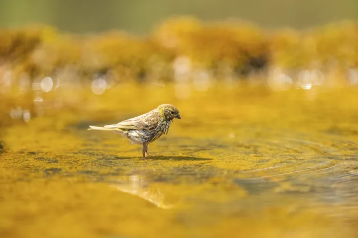 Framed Print : European serin (Serinus serinus) female bathing in a water pool