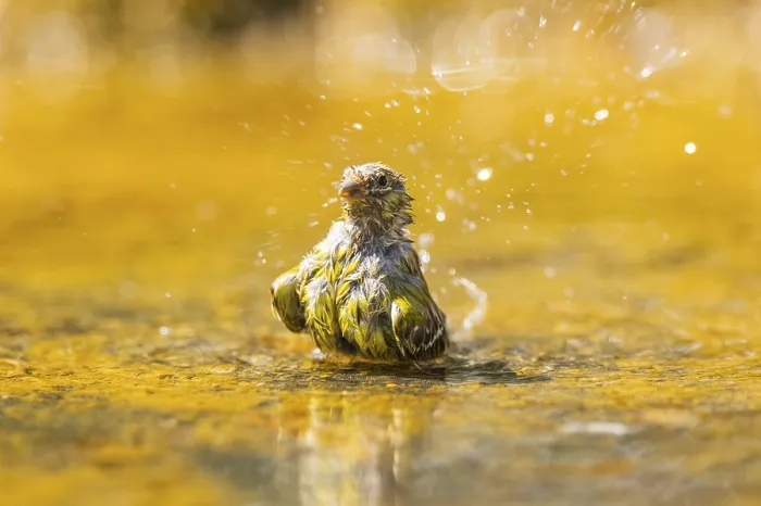 Framed Print : European serin (Serinus serinus) female bathing in a water pool