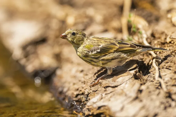 Framed Print : European serin (Serinus serinus) female at a water pool Framed Print : European serin (Serinus serinus) female at a water pool