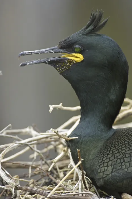 Framed Print : European Shag (Phalacrocorax aristotelis) Framed Print : European Shag (Phalacrocorax aristotelis)