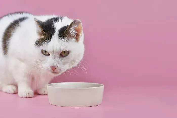 Framed Print : European shorthair cat in front of food bowl on pink background with copy space