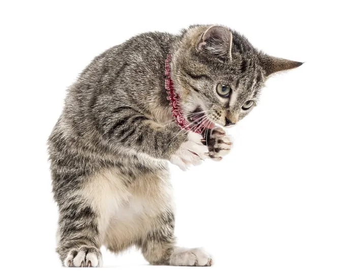 Framed Print : European Shorthair kitten playing with his paws up Framed Print : European Shorthair kitten playing with his paws up