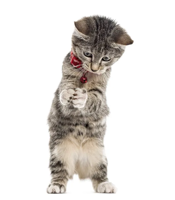Framed Print : European Shorthair kitten playing with his paws up
