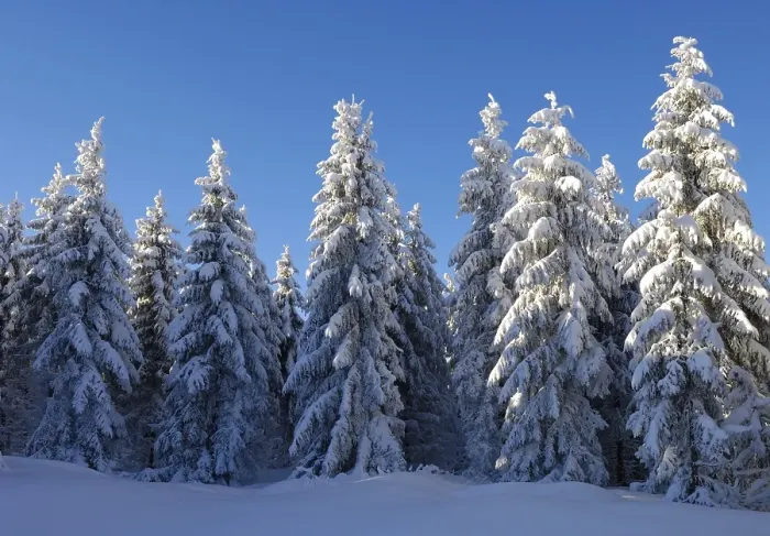 Framed Print : European Silver Firs (Abies alba) in frost and snow Framed Print : European Silver Firs (Abies alba) in frost and snow