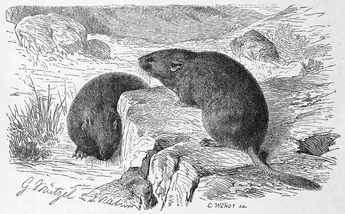 Framed Print : European snow vole (Chionomys nivalis)