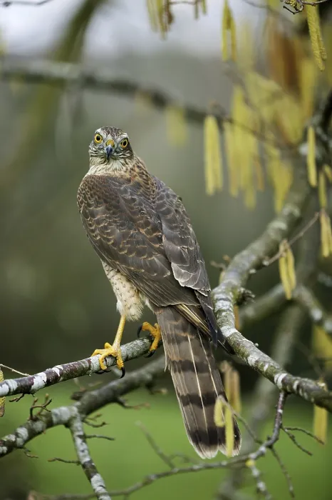 Framed Print : EUROPEAN SPARROWHAWK (accipiter nisus)