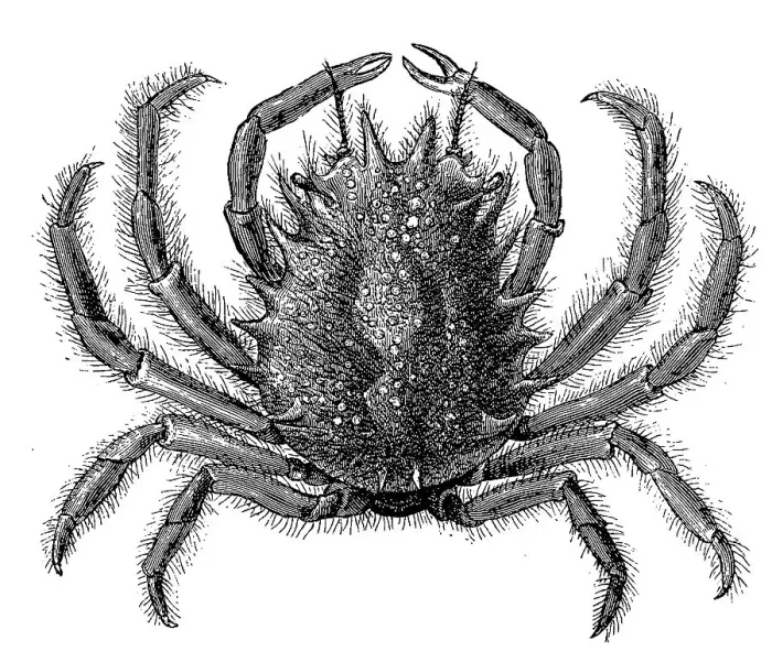 Framed Print : European spider crab (Maja squinado) is the largest crab found in the Mediterranean Sea