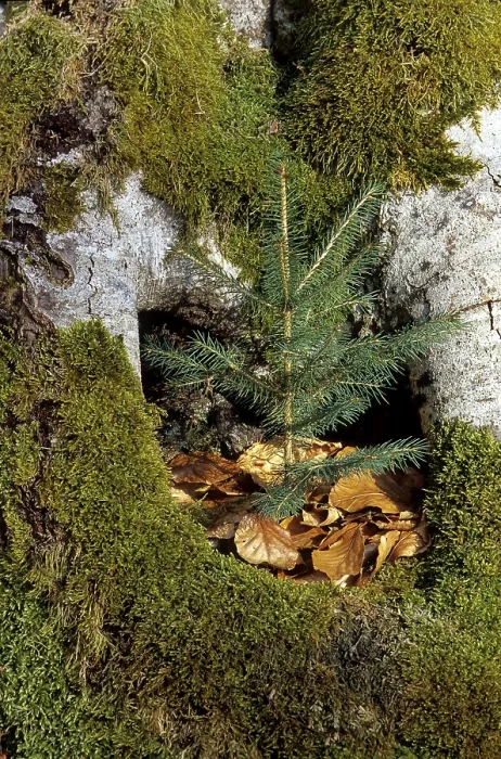 Framed Print : European spruce (Picea abies) in hollow cavity from to bemoostem beech butt