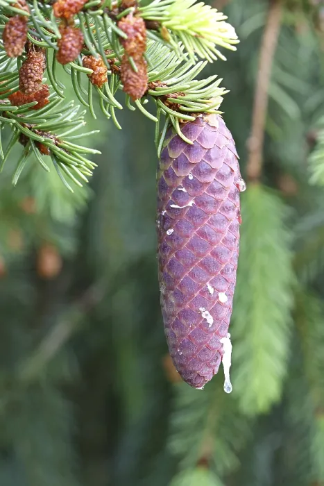 Framed Print : European spruce (Picea abies) immature cone on a branch in a forest