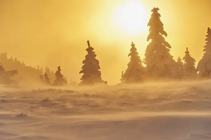 Framed Print : European spruce (Picea abies) trees in winter at sunrise Framed Print : European spruce (Picea abies) trees in winter at sunrise