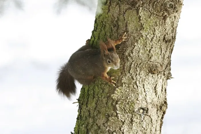Framed Print : European Squirrel (Sciurus vulgaris) on a fir tree in snowy envirement