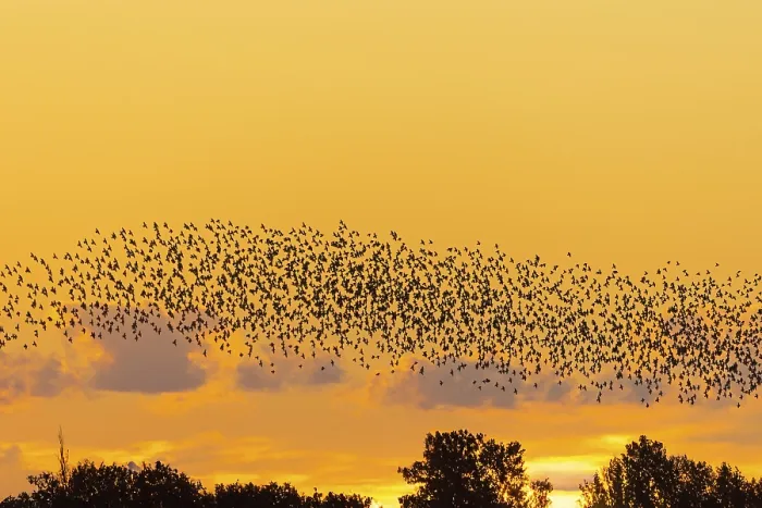 Framed Print : European starling murmuration