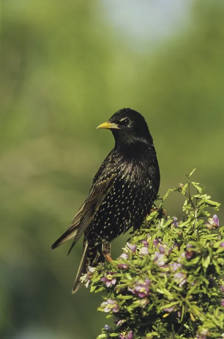Framed Print : European Starling (Sturnus vulgaris)