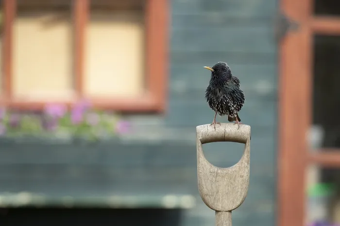 Framed Print : European starling (Sturnus vulgaris) adult garden bird on a fork handle in front of a shed Framed Print : European starling (Sturnus vulgaris) adult garden bird on a fork handle in front of a shed