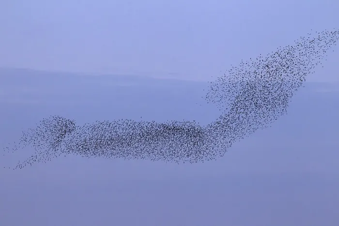 Framed Print : European starling (Sturnus vulgaris) murmuration