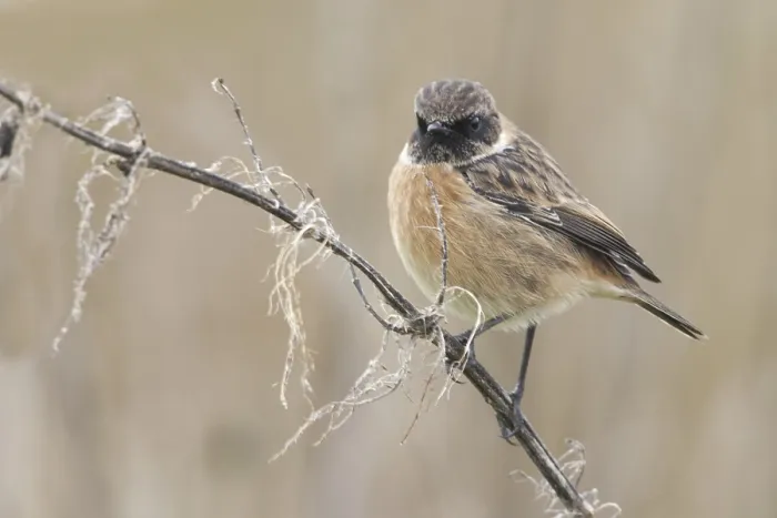 Framed Print : European Stonechat (Saxicola rubicola)