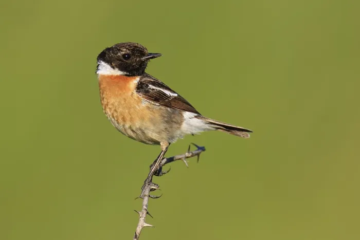 Framed Print : European Stonechat (Saxicola rubicola) male Framed Print : European Stonechat (Saxicola rubicola) male