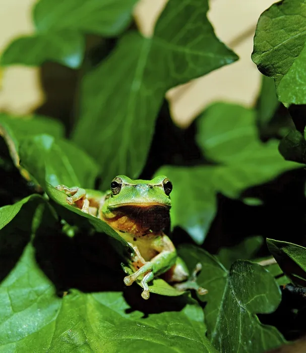 Framed Print : EUROPEAN TREE FROG (hyla arborea)