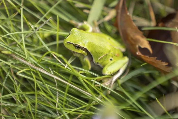 Framed Print : European tree frog (Hyla arborea) between grass and leaves