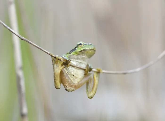 Framed Print : European tree frog (Hyla arborea) hanging on reed