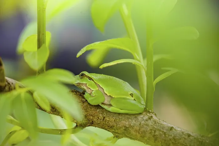 Framed Print : A European tree frog (Hyla arborea) rests on a twig of a bush Framed Print : A European tree frog (Hyla arborea) rests on a twig of a bush