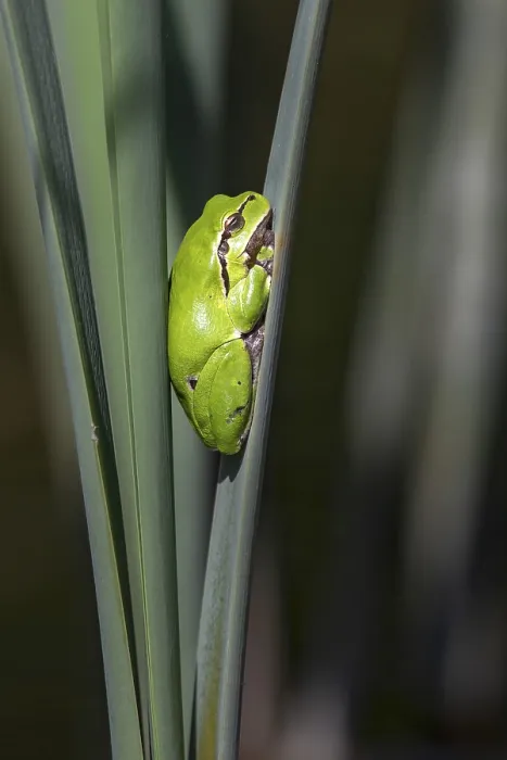 Framed Print : European tree frog (Hyla arborea) sits on bulrush Framed Print : European tree frog (Hyla arborea) sits on bulrush