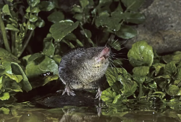 Framed Print : European Water Shrew (Neomys fodiens)